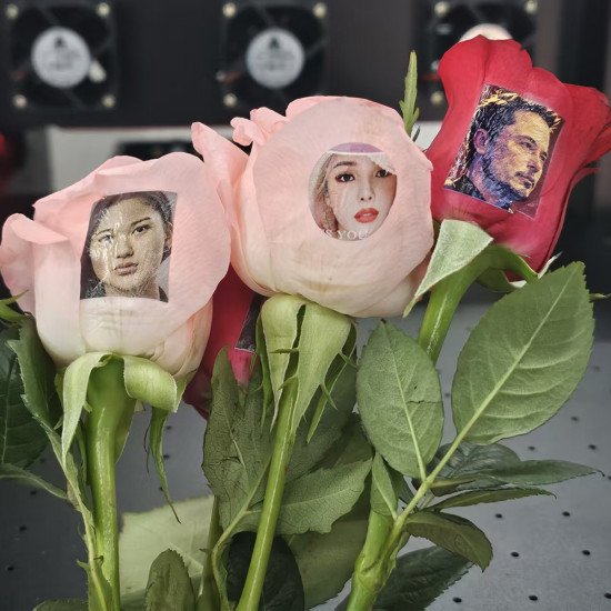 Rose Flower Drucker Rose Flower Drucker
