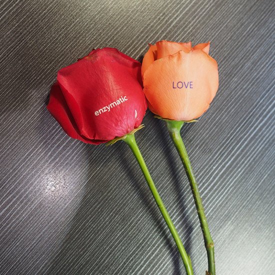 Rose Flower Drucker Rose Flower Drucker